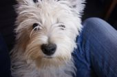 west highland white terrier ZaginioneKoty.pl