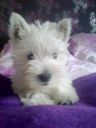 west highland white terrier ZaginioneKoty.pl