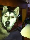mieszaniec husky ZaginioneKoty.pl