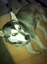 mieszaniec husky ZaginioneKoty.pl
