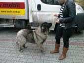 owczarek kaukaski lub leonberger ZaginioneKoty.pl