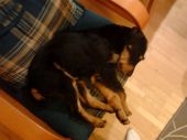 niemiecki terrier myśliwski ZaginioneKoty.pl