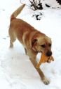 labrador ZaginioneKoty.pl