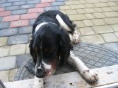 springer spaniel angielski ZaginioneKoty.pl