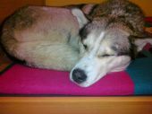 alaskan malamute ZaginioneKoty.pl