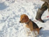 beagle tricolor ZaginioneKoty.pl
