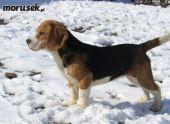 beagle ZaginioneKoty.pl
