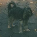 Astor
