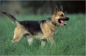 Nelli