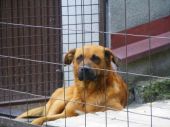 Neron