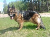 DONka