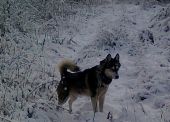 Borys