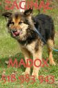 Madox