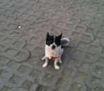 mieszaniec ZaginioneKoty.pl