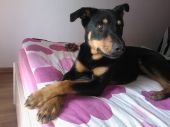 Józiu