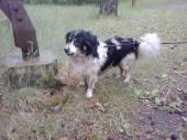 border collie ZaginioneKoty.pl