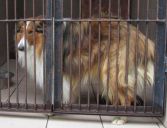 Collie