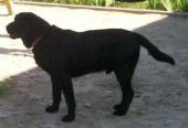 labrador ZaginioneKoty.pl