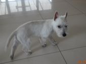 Roxi