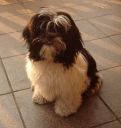 shih tzu ZaginioneKoty.pl