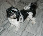 shih tzu ZaginioneKoty.pl