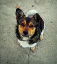 Bruno