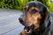 mieszaniec ZaginioneKoty.pl