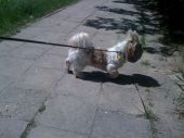 shih tzu ZaginioneKoty.pl