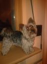 Dizel