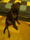 Rafi