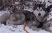 Syberian Husky ZaginioneKoty.pl