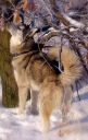 Syberian Husky ZaginioneKoty.pl
