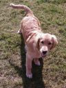 golden retriever ZaginioneKoty.pl