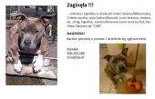 Staffordshire ZaginioneKoty.pl