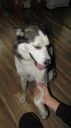 husky ZaginioneKoty.pl