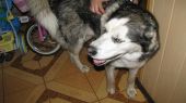 husky ZaginioneKoty.pl
