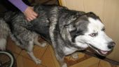 husky ZaginioneKoty.pl