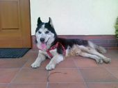 HUSKY