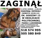 Jamnik ZaginioneKoty.pl