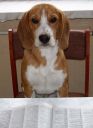 beagle ZaginioneKoty.pl