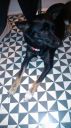 Sunia