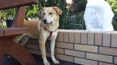 kundel, przypomina trochę labradora ZaginioneKoty.pl