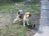 Beagle ZaginioneKoty.pl