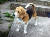 Beagle ZaginioneKoty.pl