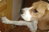 Beagle Suczka ZaginioneKoty.pl