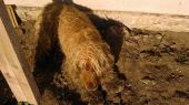 Spaniel ZaginioneKoty.pl