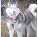 Husky ZaginioneKoty.pl
