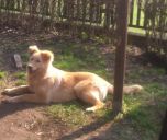 SANSA