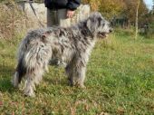 Bergamasco ZaginioneKoty.pl