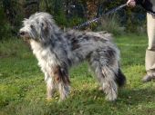 Bergamasco ZaginioneKoty.pl